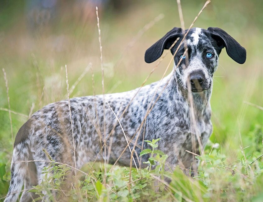Щеночек еврохаунда (Фото: https://www.quattrozampe.online/cani/razze-canine/eurohound-alla-ricerca-del-tempo-perduto/)