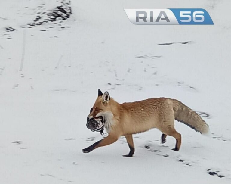    В Сорочинском районе лиса хотела украсть сумку геодезиста Елена Шкатова