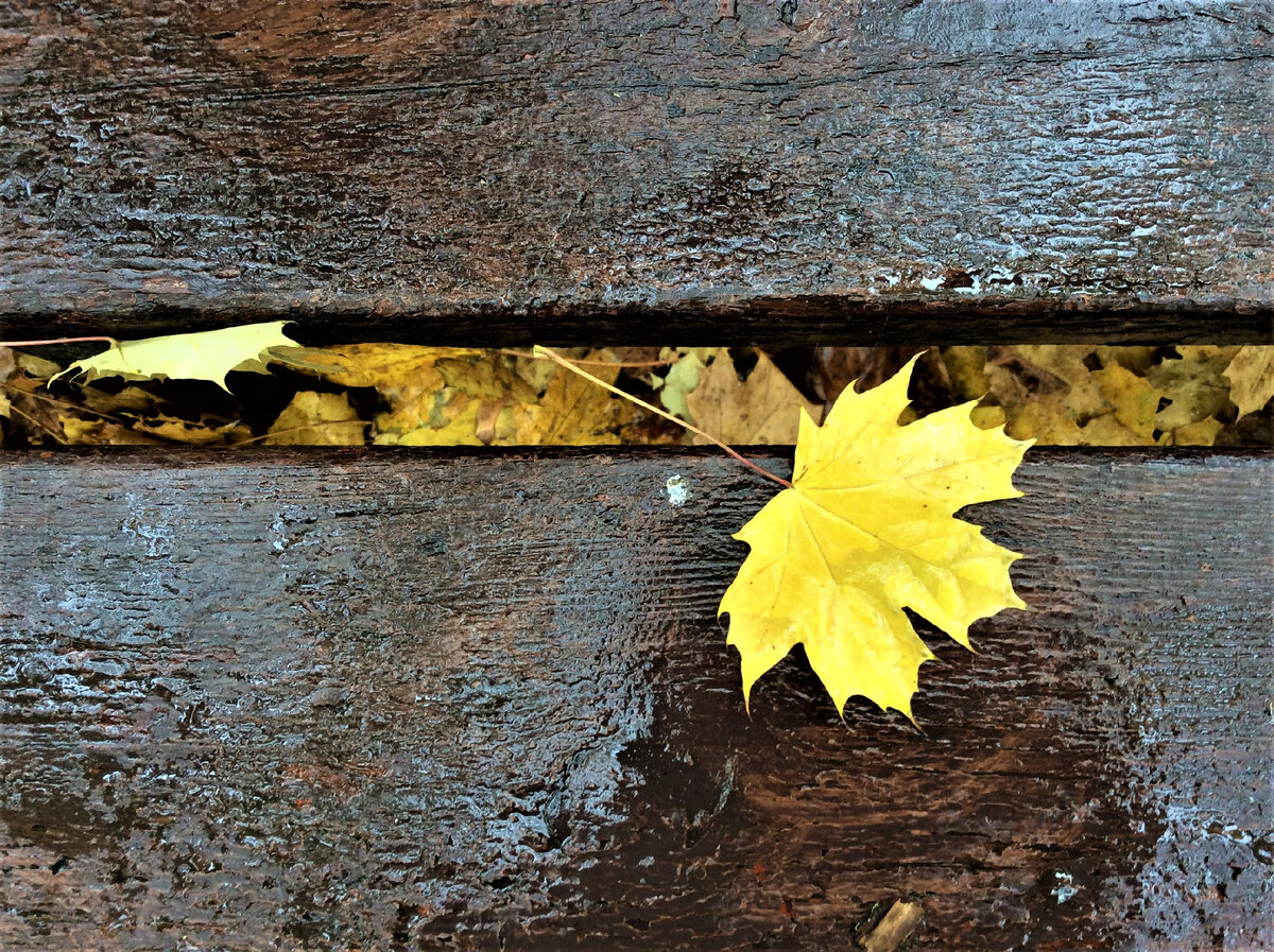 Осенний лист