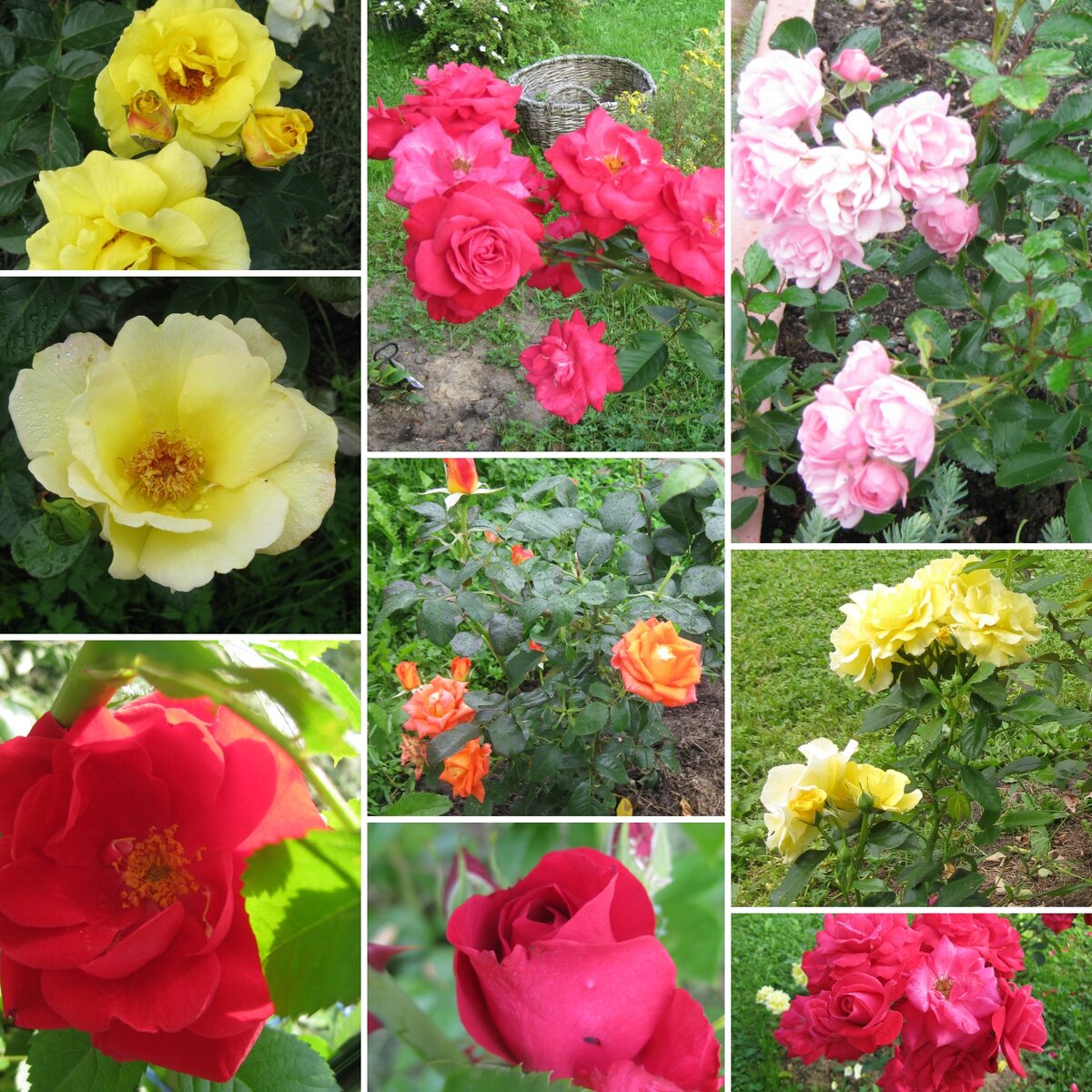 Мои розочки