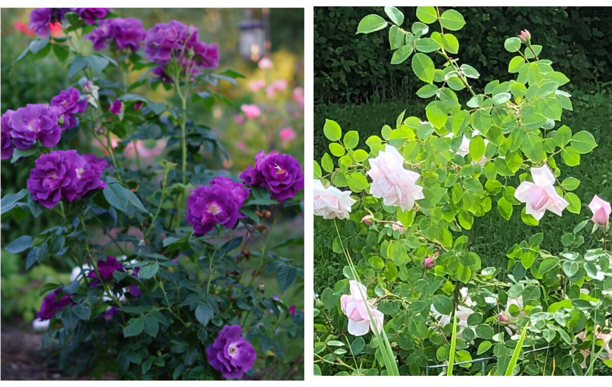 Rhapsody in blue фото из свободных источников. New Dawn фото моё. Коллаж мой.