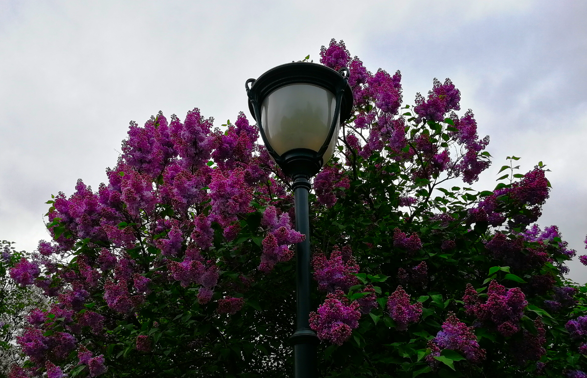 Сиреневый сад