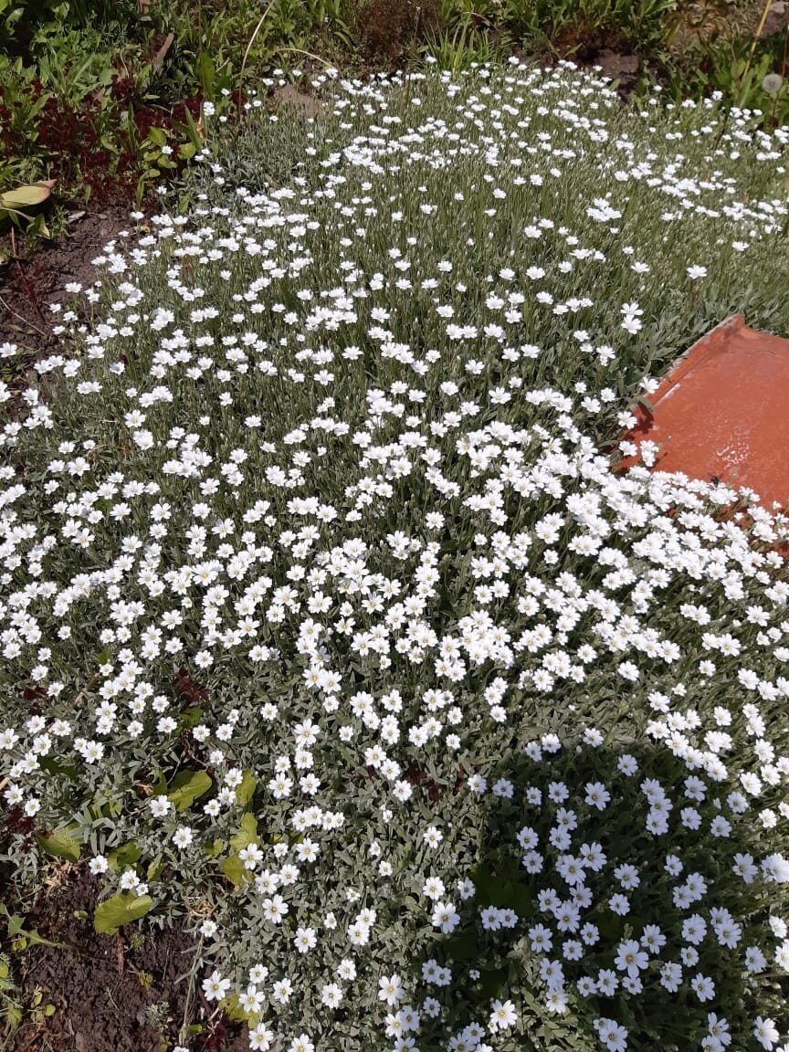 Цветочная полянка. Фото из архива автора.