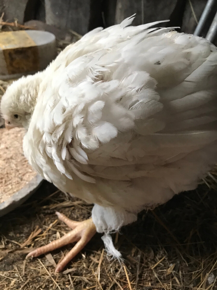 При транспортировке сломали лапку