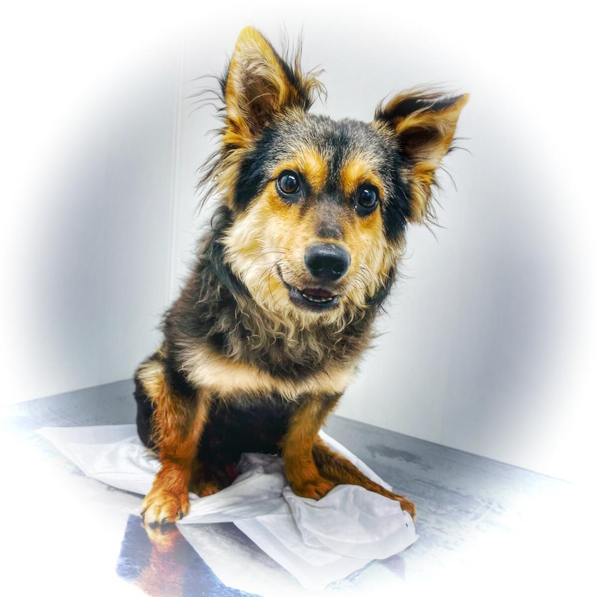 Собака - Цыпа 