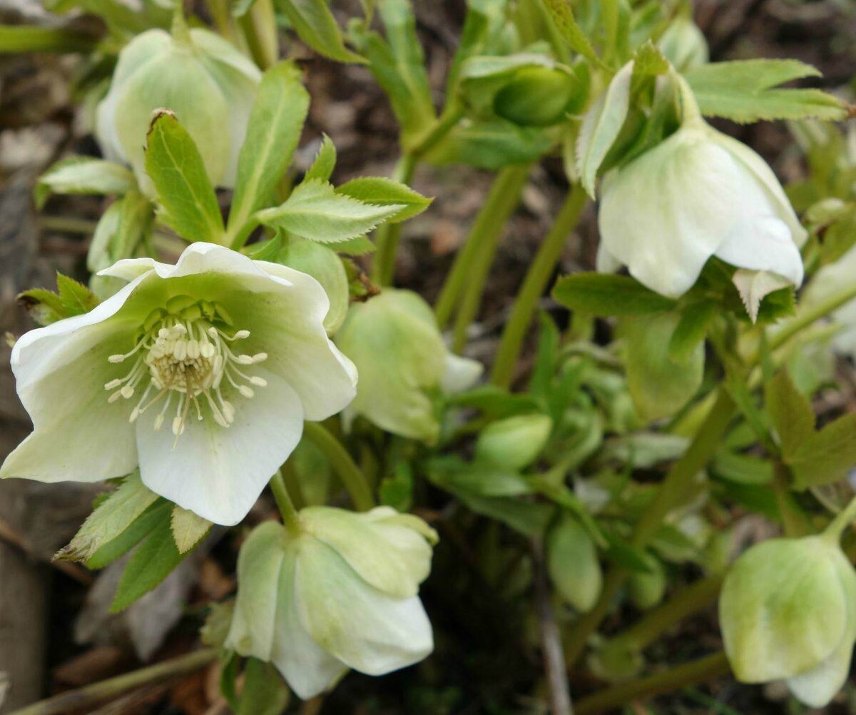 Морозник (Helleborus)