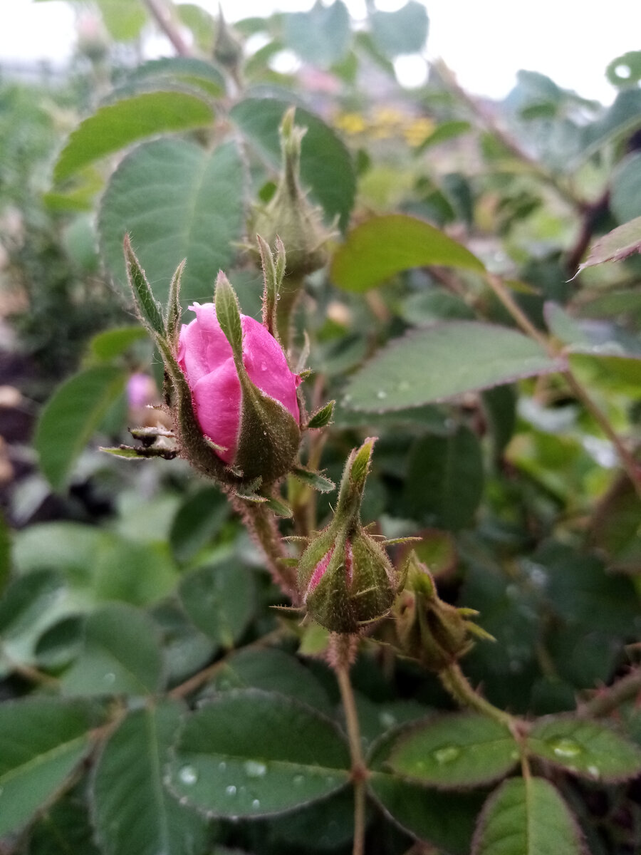 Безымянная роза, которая не убиваемая, но цветёт в начале лета и иногда осенью немного 