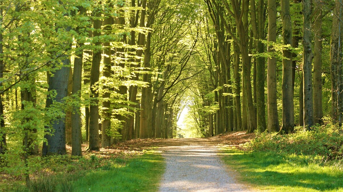 Изображение forest с сайта Pixabay