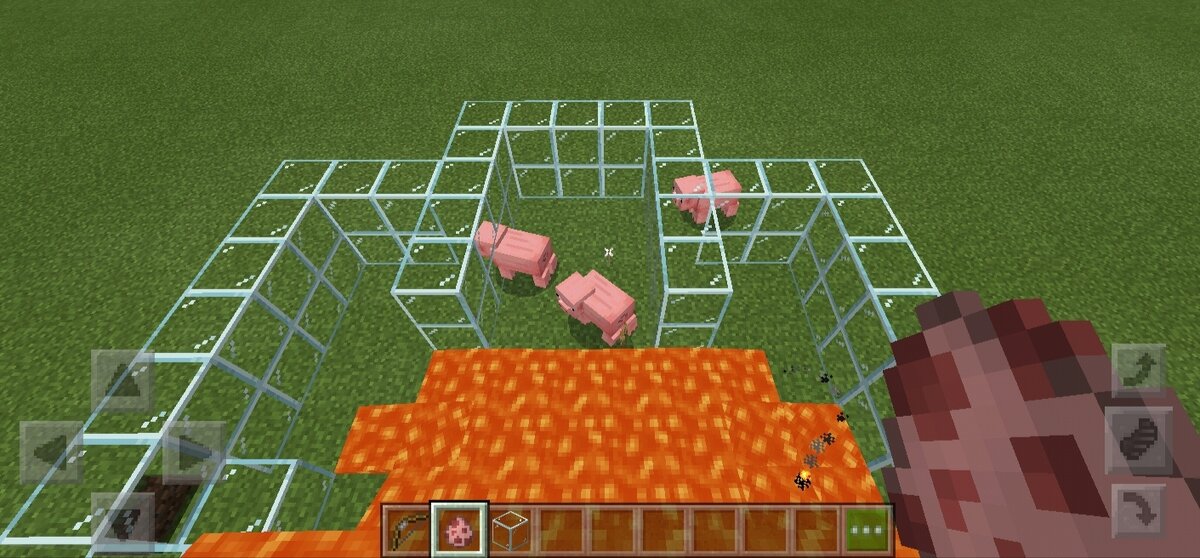 Свиньи до расстрела