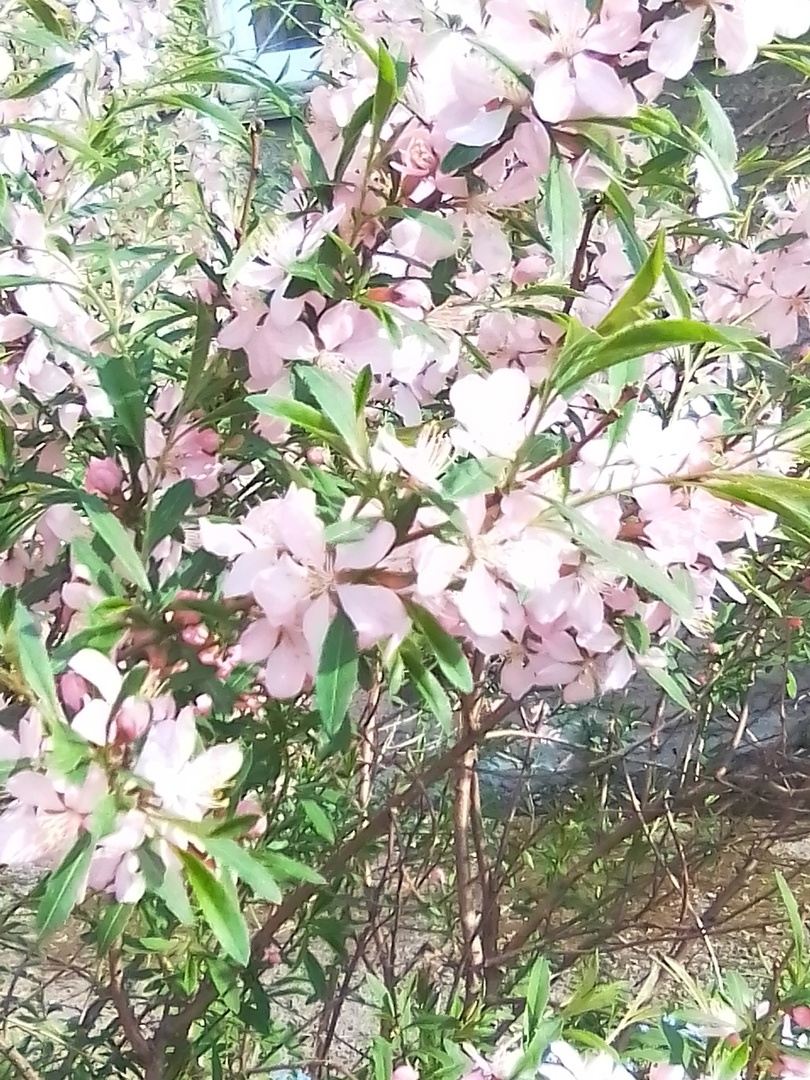 Все цветет, пока я ищу работу.