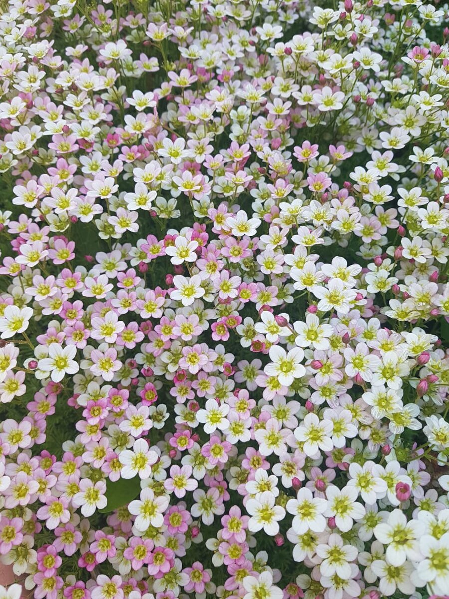 Моя камнеломка на пике цветения