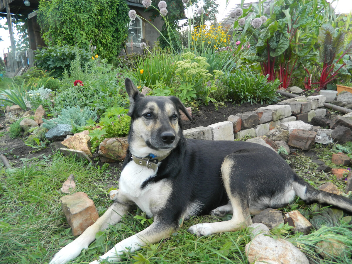 Хорошо на даче летом