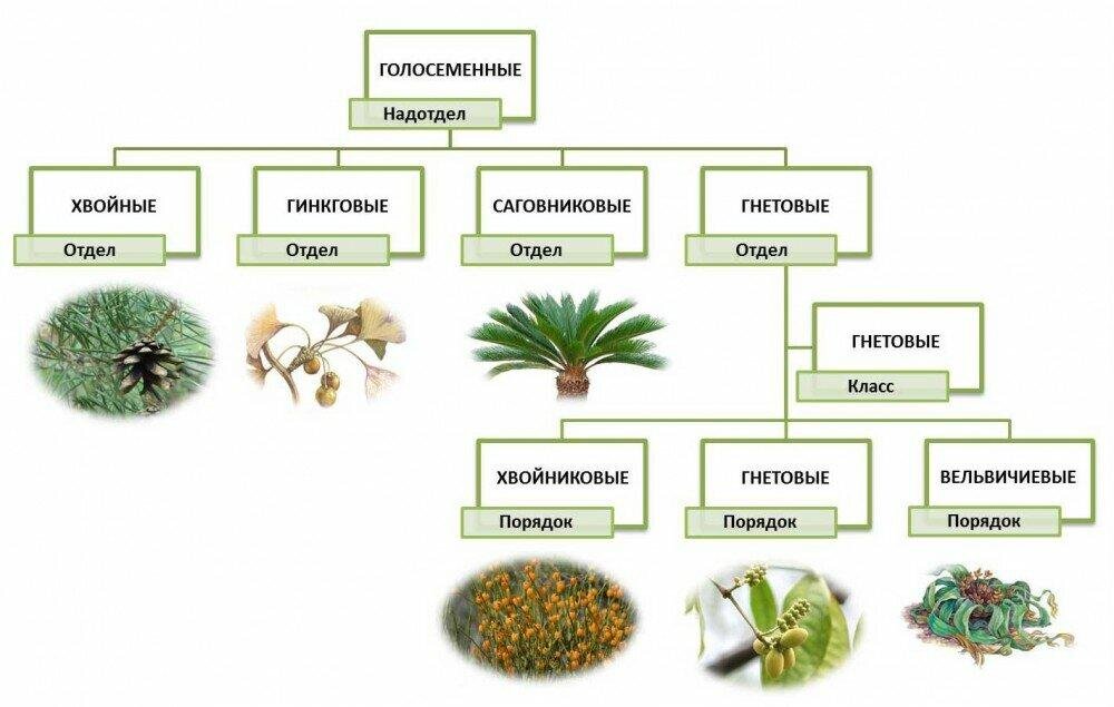 Голосеменные схема классификации. Классы отдела голосеменных растений. Систематика голосеменных растений. Систематика отдела голосеменных растений.
