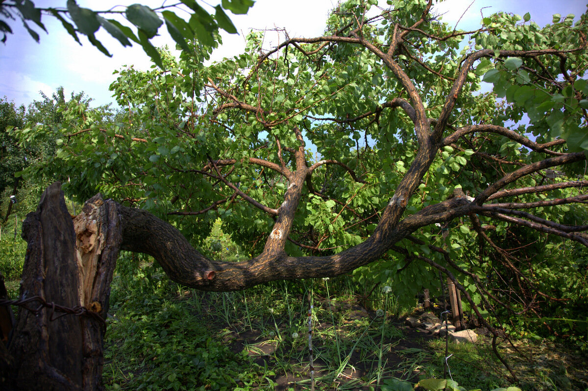 Расщепился ствол яблони. Сломанное бревно. Восстановление поломанных деревьев. Аварийные и сухостойные деревья. Онстантингвск корчевали деревья алея.