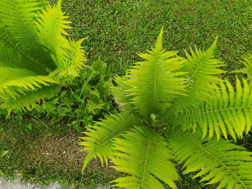 папоротник причина. папоротник страусиный. папоротник причина. тропический лес белая кветка губки. папоротник причина.