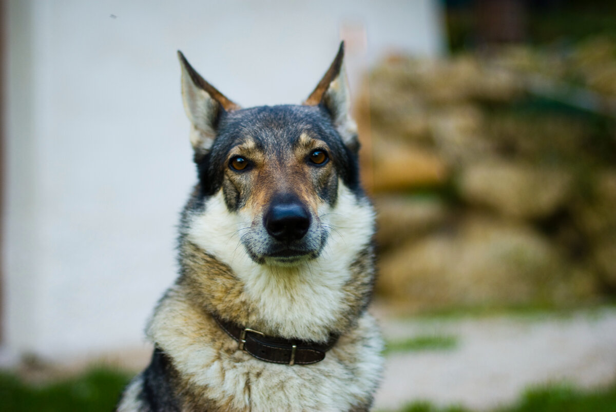 Чехословацкая волчья собака (Фото: https://commons.wikimedia.org/wiki/File:Czechoslovakian_Wolfdog_portrait.jpg)