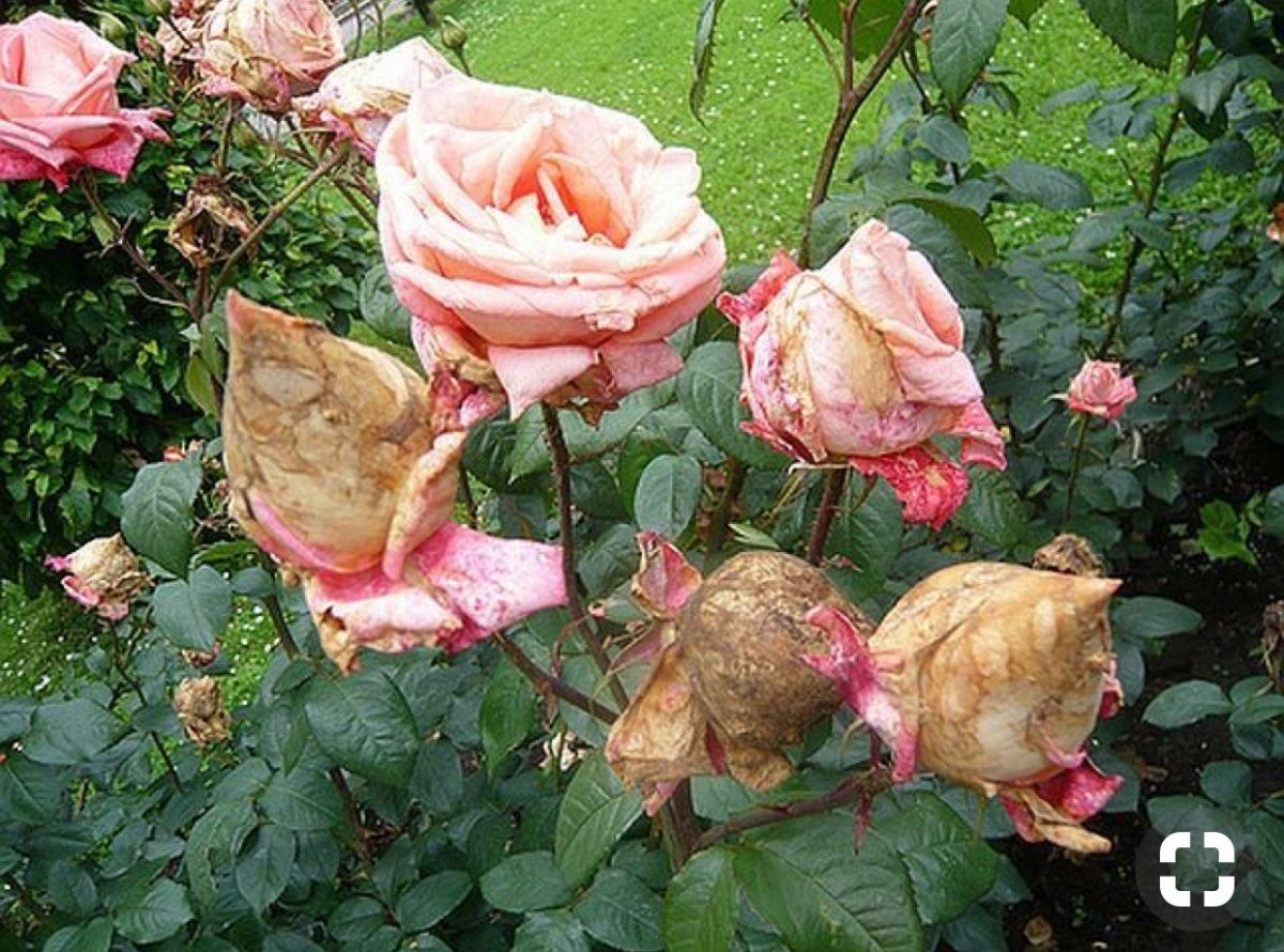 Грибок на розах фото