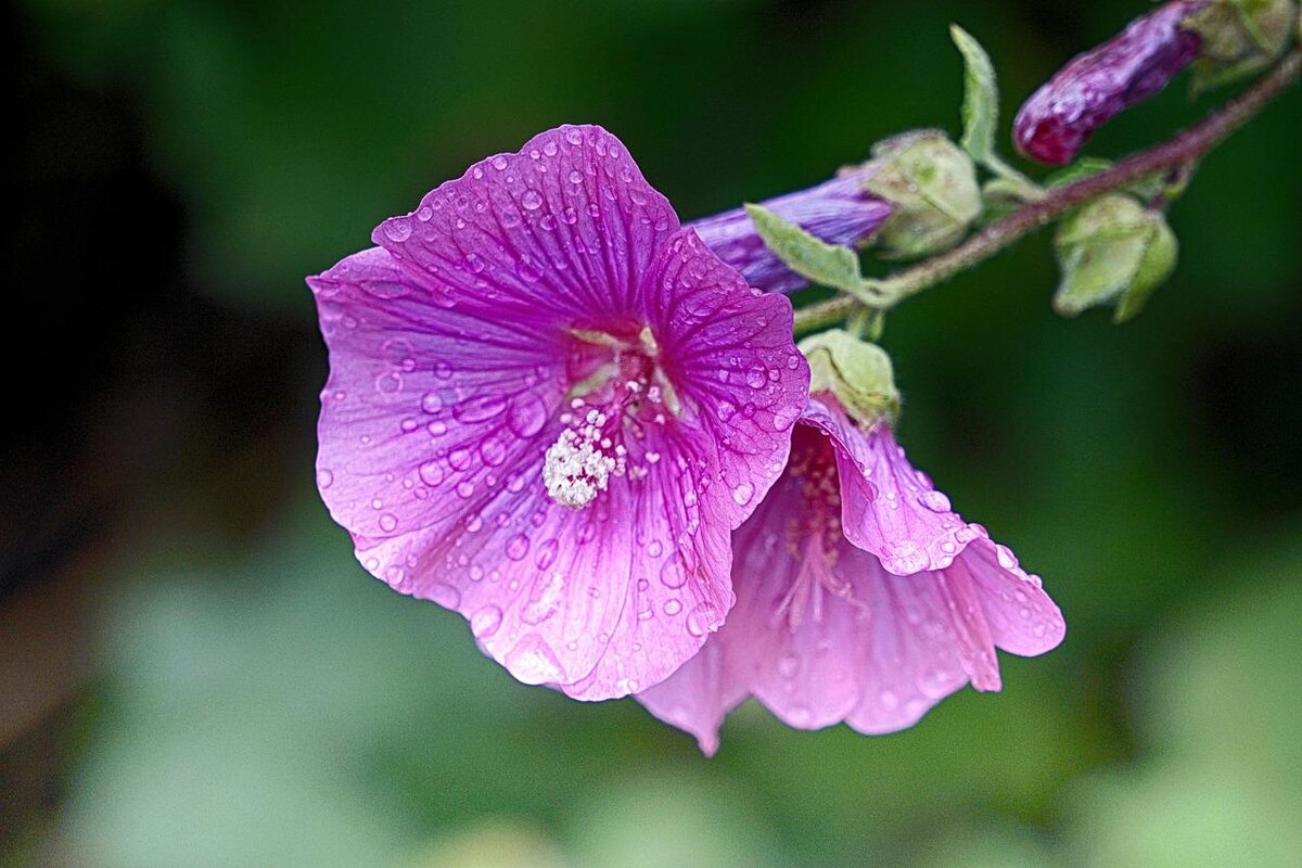 Фото pixabay.com
