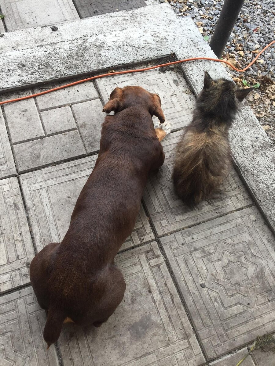 Можно сказать парочка...