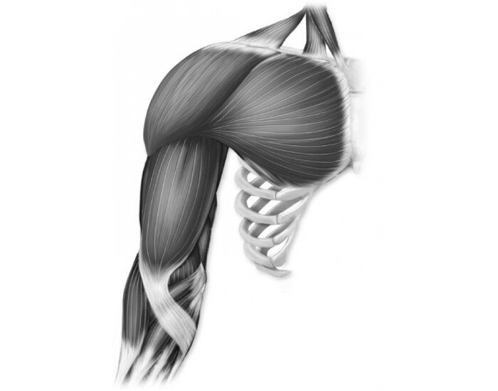 Зарисовки мышц плеча
