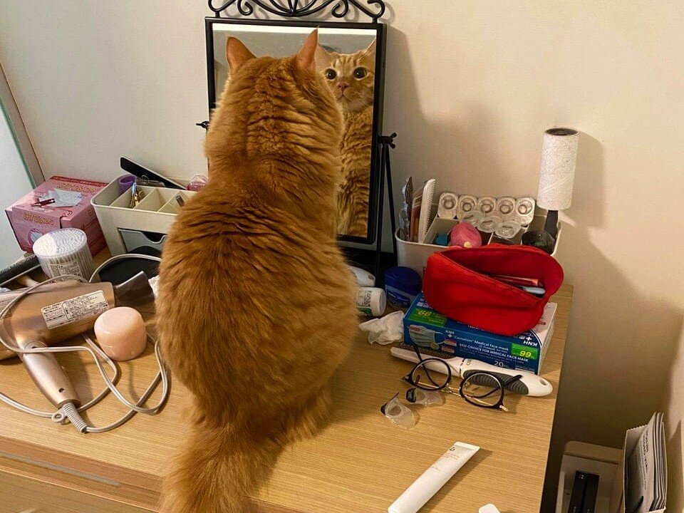 Смешные кошки не узнают себя в зеркале". 7 фактов о том, как кошки видят  наши мир | Котоварня | Мир Зоопсихолога | Дзен