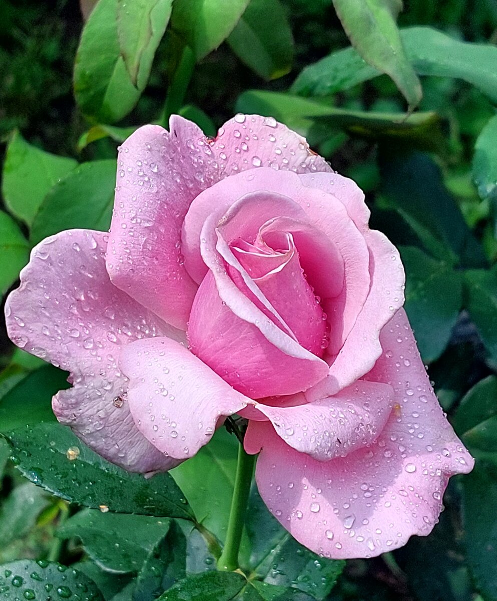 Парфюм де Либерти (запах свободы). Ч/г роза. 