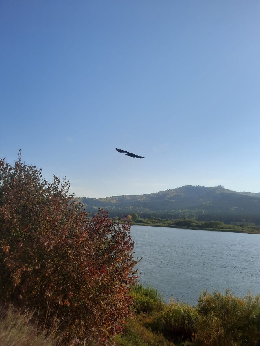 Фото автора. Красавец-хищник в небе)