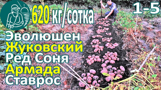 🥔 Сбор урожая 26 сортов картофеля в жарком климате: Жуковский, Ставрос, Ред Соня, Армада, Эволюшен