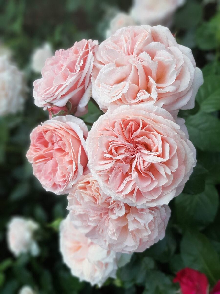 Chippendale/ Чиппендейл 