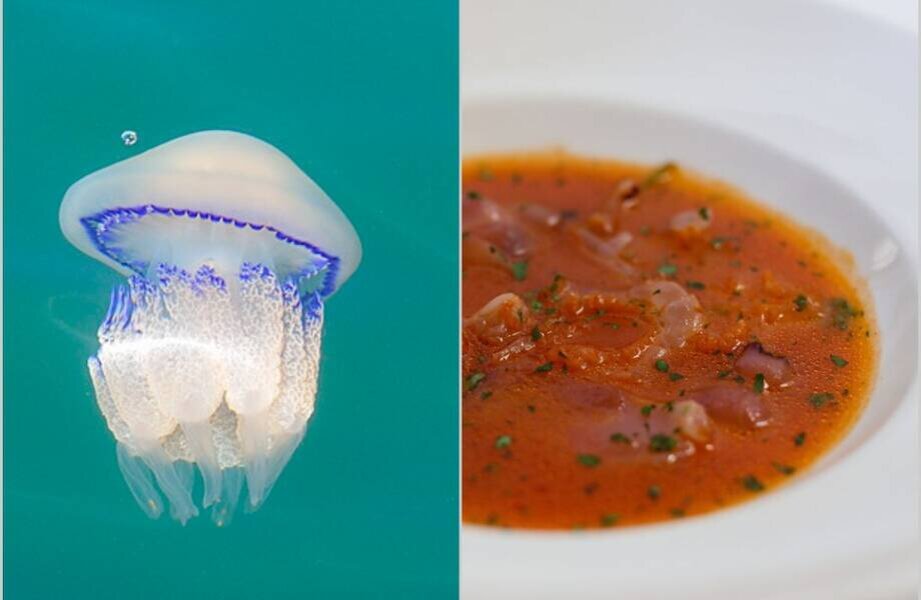 Сцифоидные медузы. Средневодная медуза. Вкус медузы. Сцифоидные медузы. Кубомедуза морская оса.