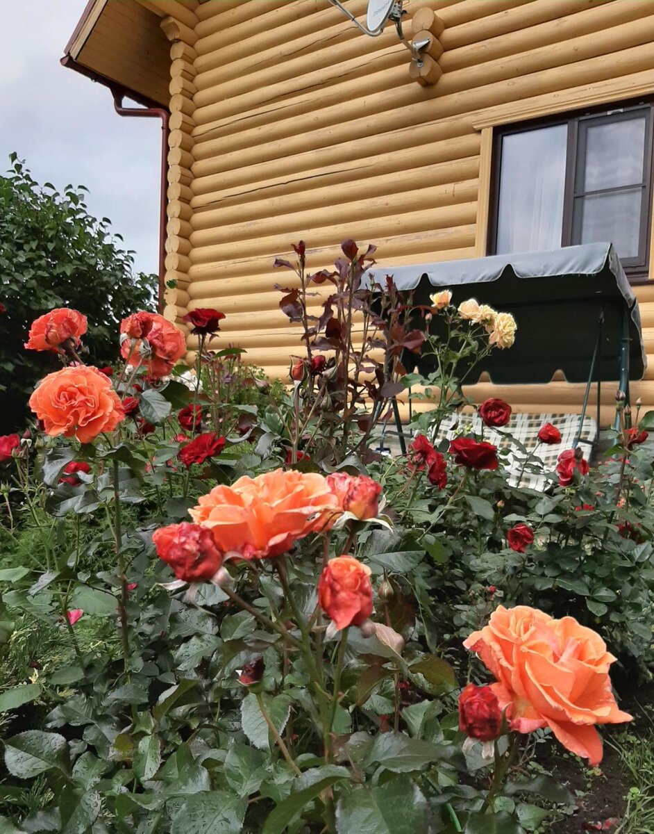 Как я провожу отпуск и где бываю | Цветочница Анюта 🌹 | Дзен