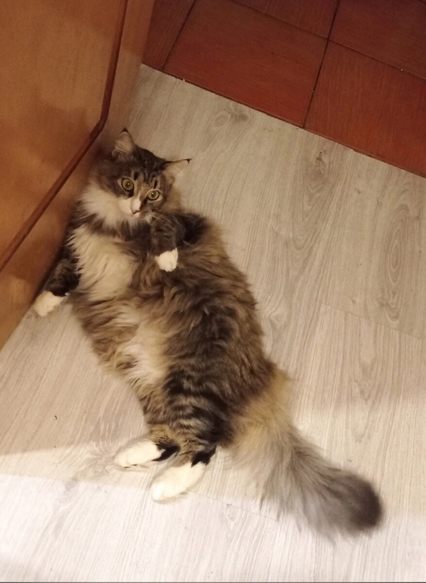 На фото кстати, типичное положение Фроси в квартире. Главное поперек прохода, чтобы об нее спотыкались или перешагивали. 