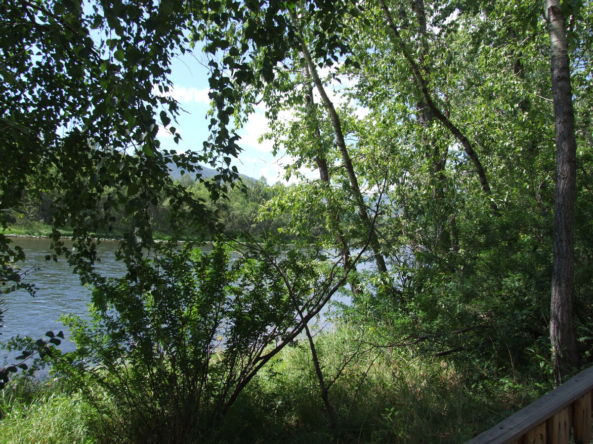 Кусты у реки