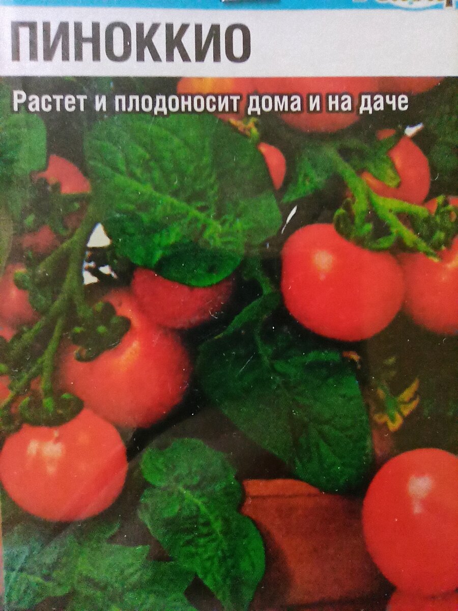 Сорт "Пиноккио".