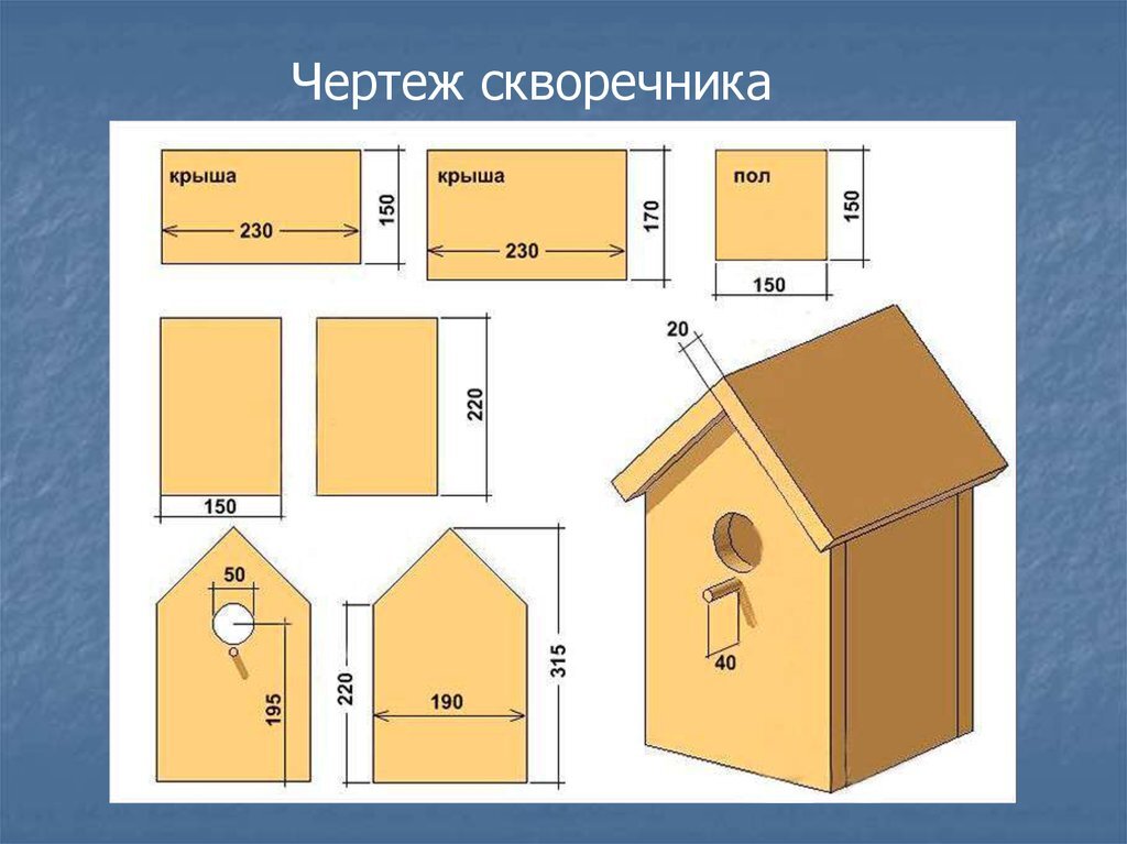 Польза от птиц в саду