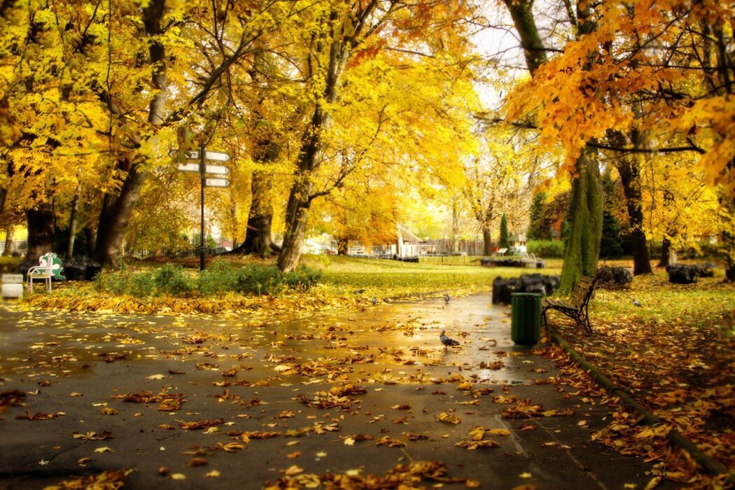 Осенний парк, время красивых и красочных сюжетов.