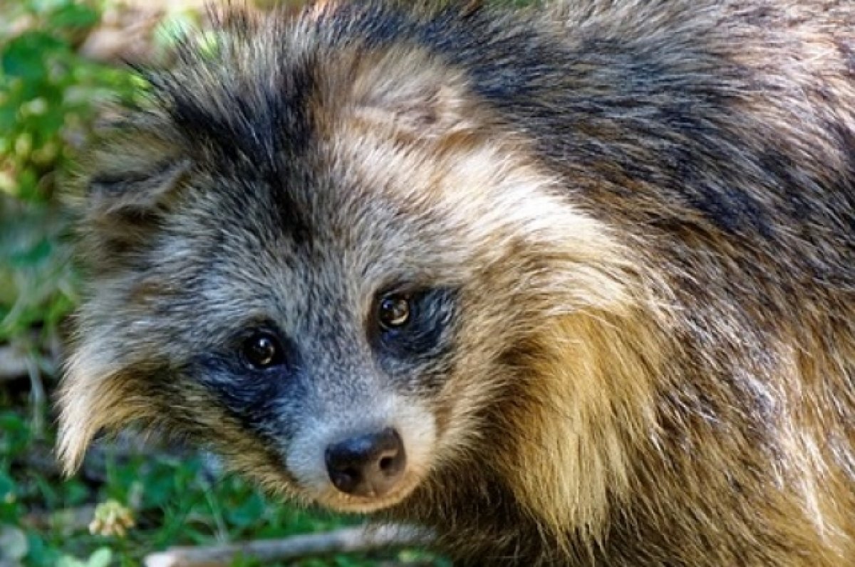    Во Владимирской области выявили 72 случая бешенства животных за год