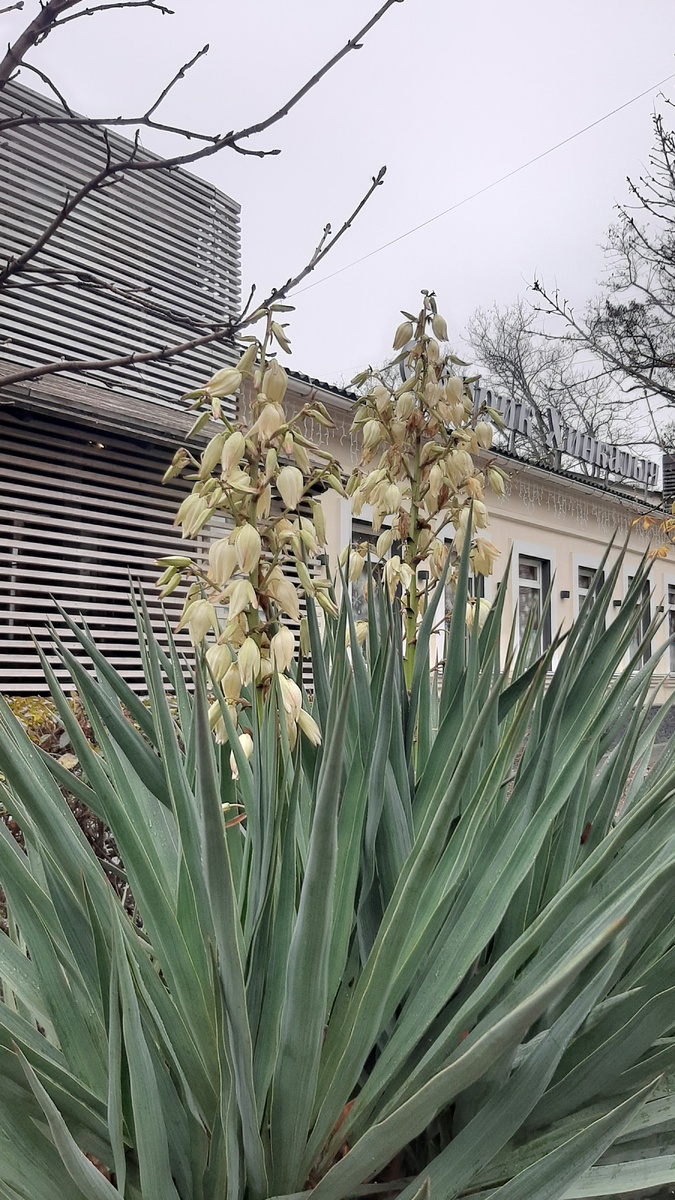 Те самые "чудные" цветы. Утром под солнцем отдают жёлтой белизной. 