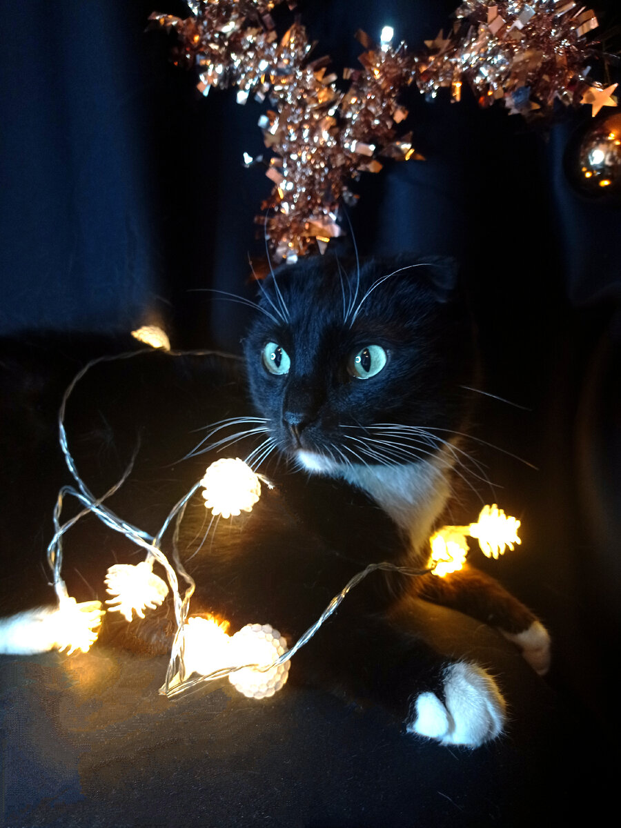 Когда снимаешь Сурена в гирлянде - хихикать не получается, только упрашивать спокойно посидеть хотя бы 5 секунд