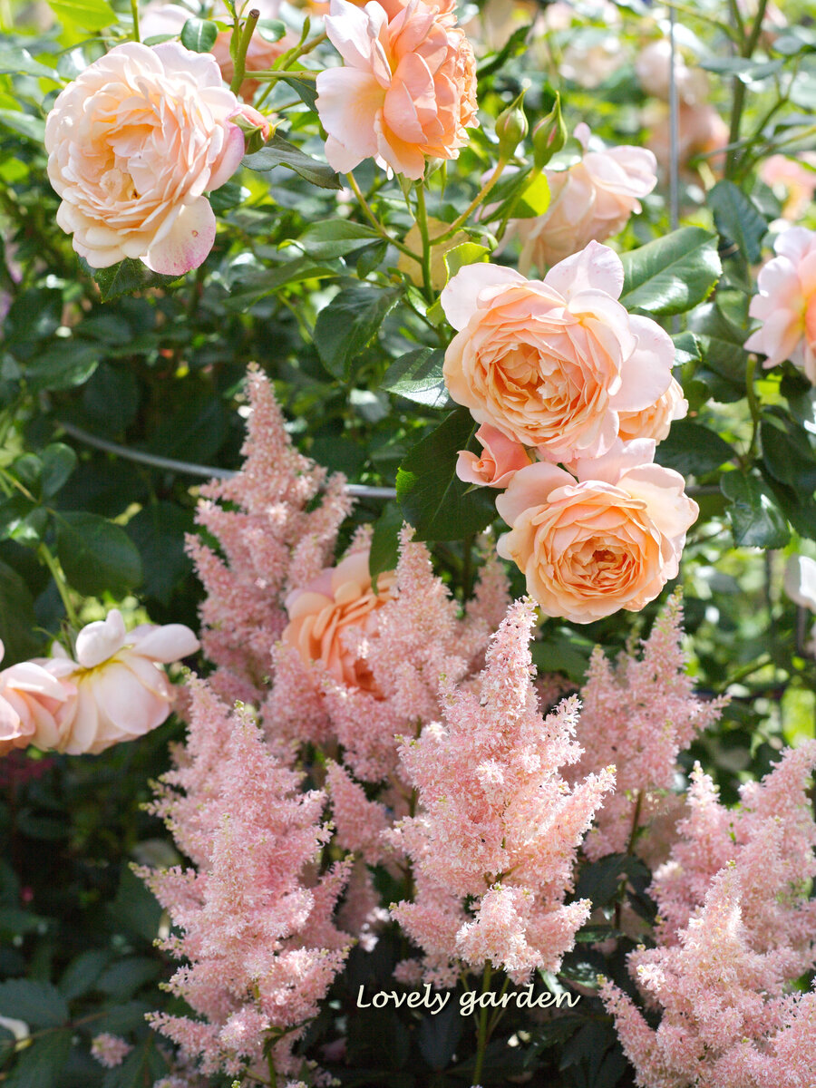 Полное раскрытие астильба Юник Салмон