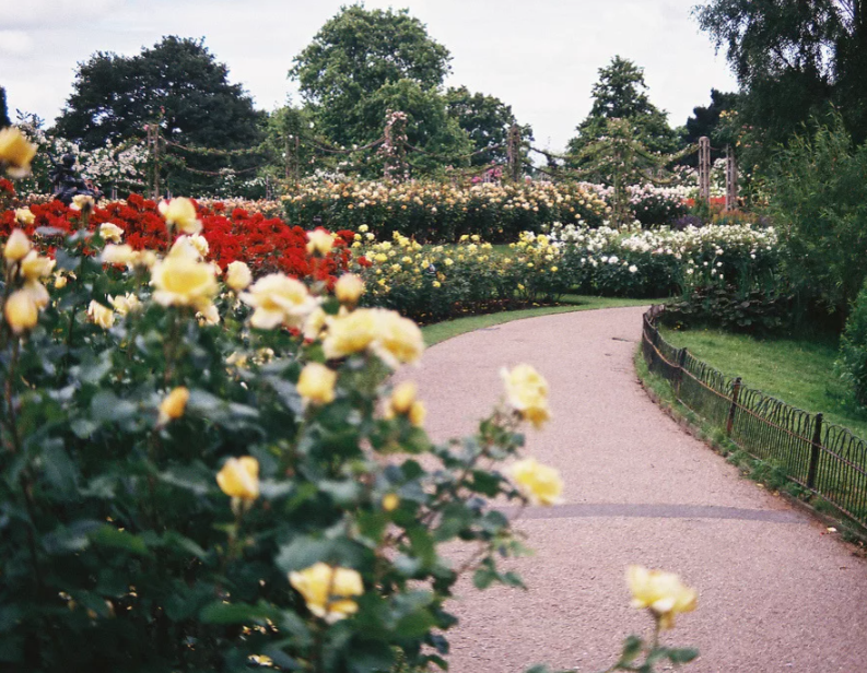 Парковые розы