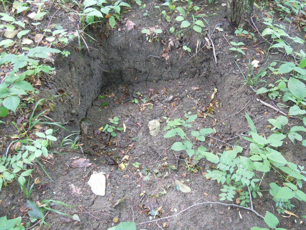 4 сентября 2014 года Теперь о другом. Сейчас на самой восточной Богатырской поляне работают лесозаготовители. Ниже показаны результаты их деятельности.-26