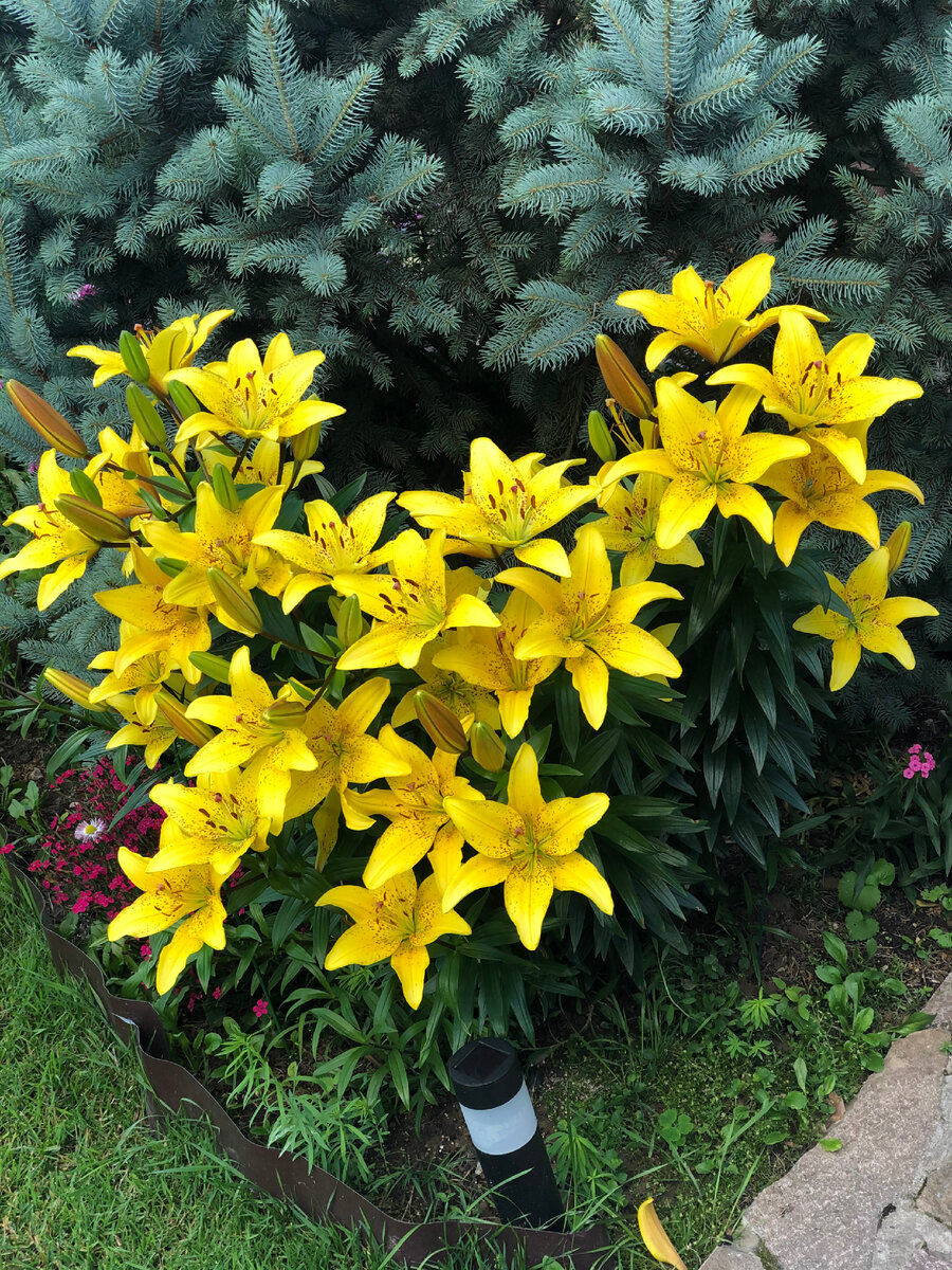 Лилия азиатская