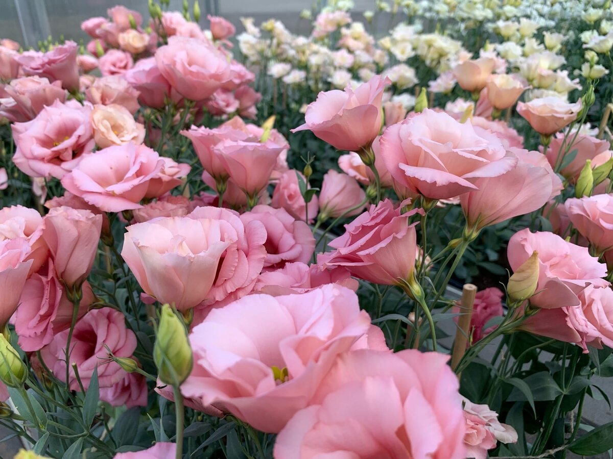 Фото сделано лично мною на опытной площадке Агрофирмы Партнер 