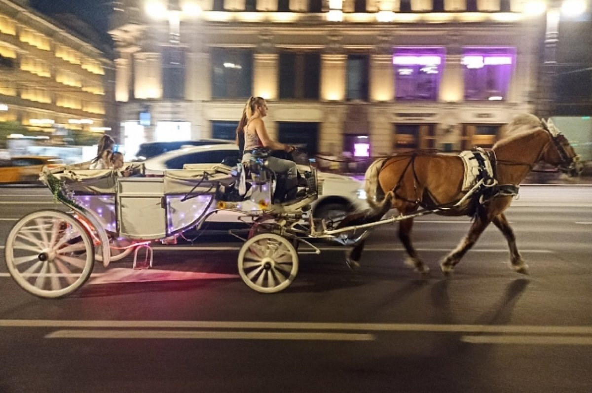    После ЧП на Дворцовой в Петербурге запретили кареты с лошадьми