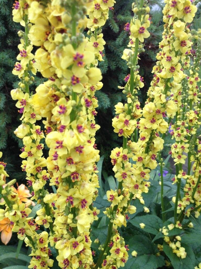 Коровяк Verbascum Honey Dijon