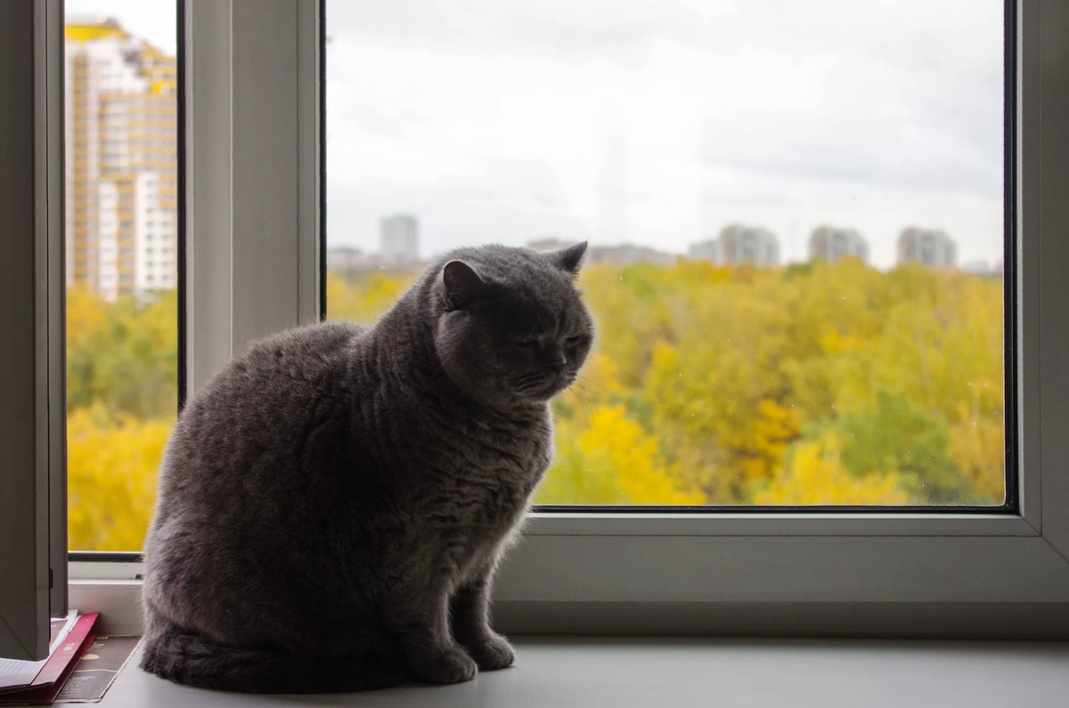 Кот на подоконнике фото