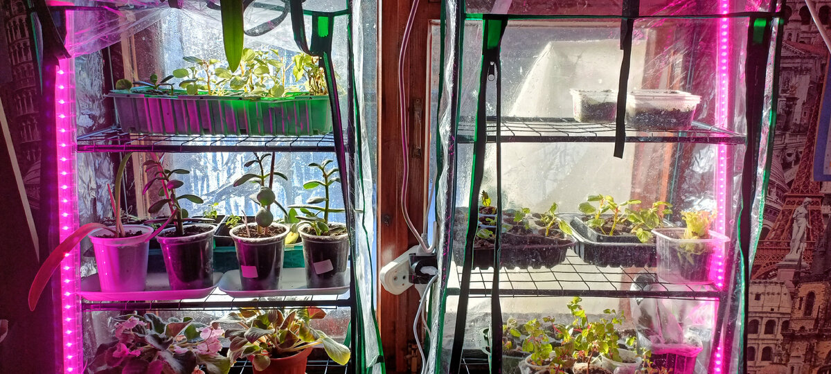 Парник Маргарита, купленный на Вайлдберриз