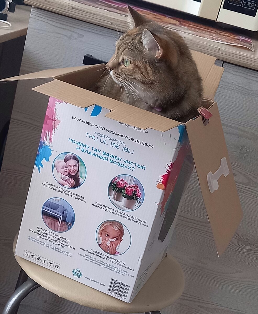 Кошка  сидит в коробке