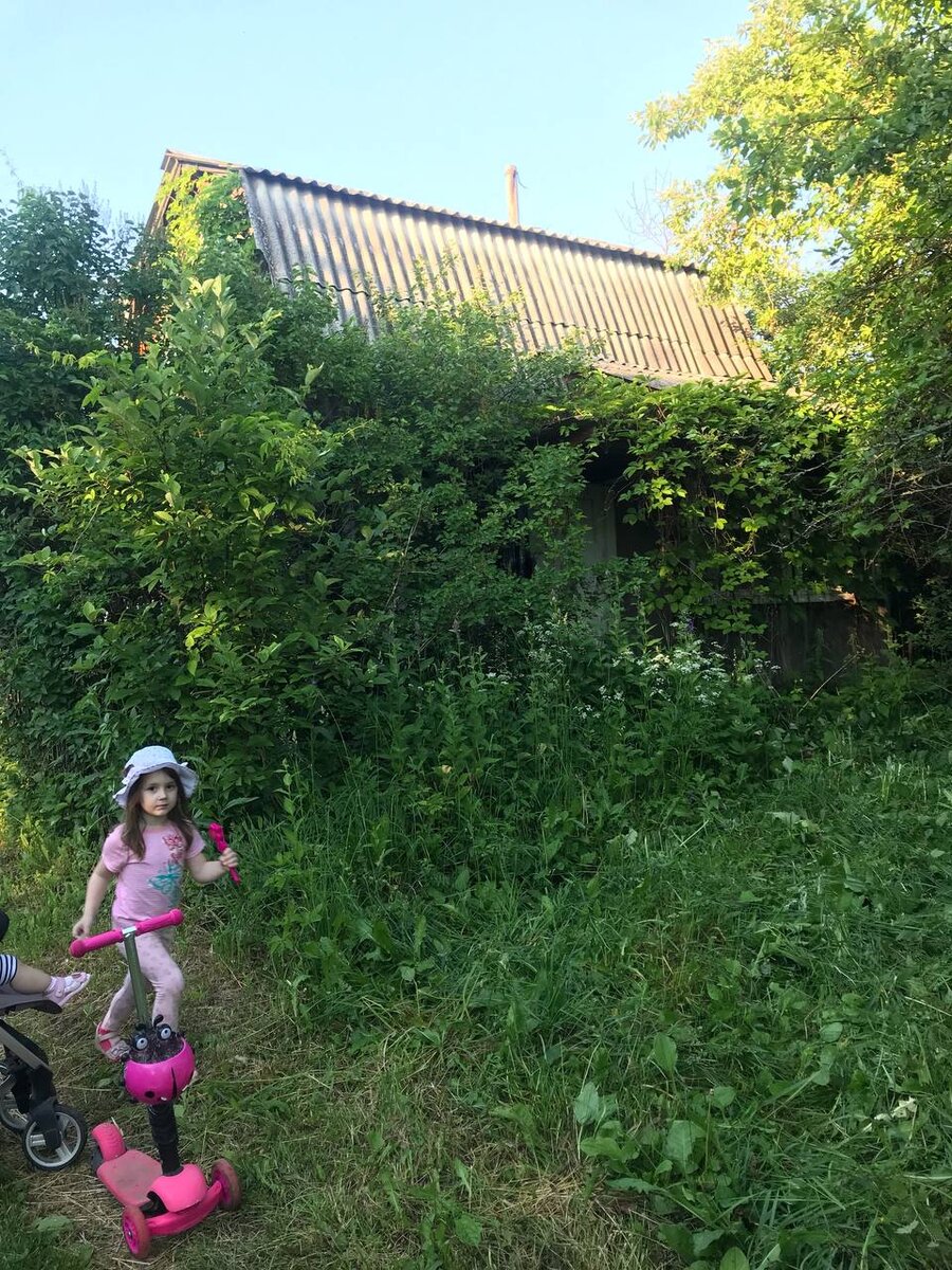 первое знакомство... спереди участка немного скосили траву